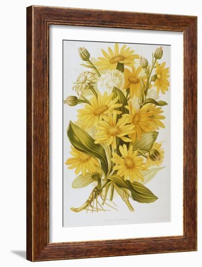 Illustration Depicting Arnica Montana Plants-Bettmann-Framed Giclee Print