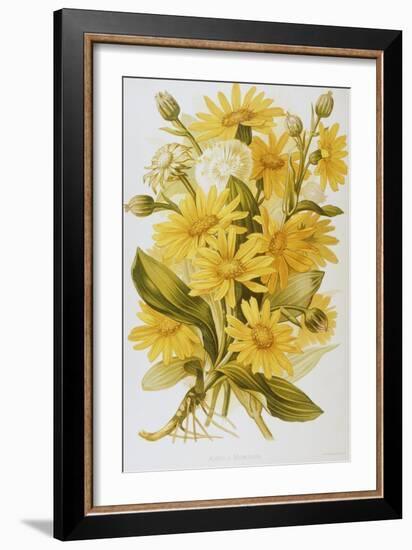 Illustration Depicting Arnica Montana Plants-Bettmann-Framed Giclee Print