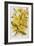 Illustration Depicting Arnica Montana Plants-Bettmann-Framed Giclee Print