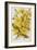 Illustration Depicting Arnica Montana Plants-Bettmann-Framed Giclee Print