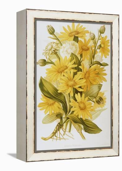 Illustration Depicting Arnica Montana Plants-Bettmann-Framed Premier Image Canvas
