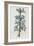 Illustration Depicting Bicolor Sage Plant-Bettmann-Framed Giclee Print