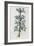 Illustration Depicting Bicolor Sage Plant-Bettmann-Framed Giclee Print