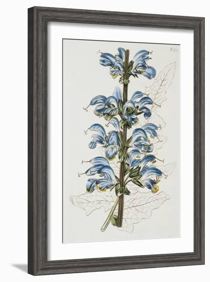 Illustration Depicting Bicolor Sage Plant-Bettmann-Framed Giclee Print