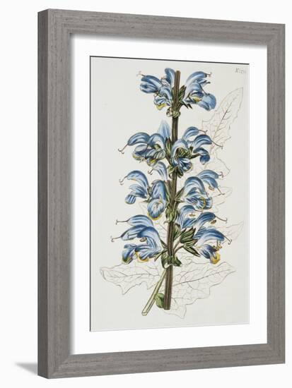 Illustration Depicting Bicolor Sage Plant-Bettmann-Framed Giclee Print