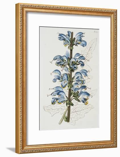 Illustration Depicting Bicolor Sage Plant-Bettmann-Framed Giclee Print