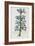 Illustration Depicting Bicolor Sage Plant-Bettmann-Framed Giclee Print