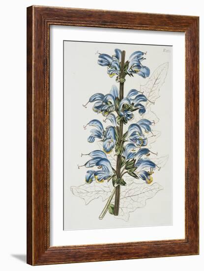 Illustration Depicting Bicolor Sage Plant-Bettmann-Framed Giclee Print