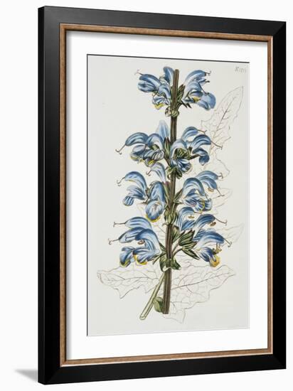 Illustration Depicting Bicolor Sage Plant-Bettmann-Framed Giclee Print