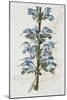 Illustration Depicting Bicolor Sage Plant-Bettmann-Mounted Giclee Print