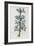 Illustration Depicting Bicolor Sage Plant-Bettmann-Framed Giclee Print