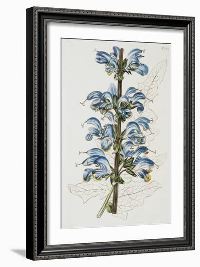 Illustration Depicting Bicolor Sage Plant-Bettmann-Framed Giclee Print