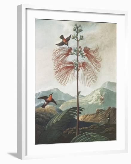 Illustration Depicting Hummingbirds Feeding from a Plant-Bettmann-Framed Giclee Print