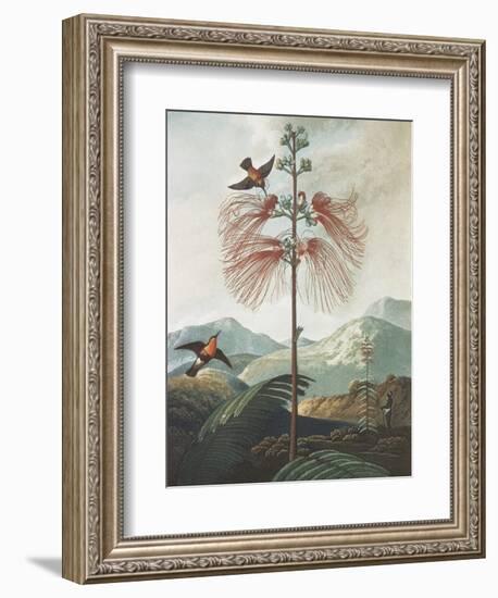 Illustration Depicting Hummingbirds Feeding from a Plant-Bettmann-Framed Giclee Print