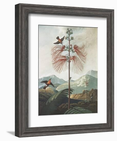 Illustration Depicting Hummingbirds Feeding from a Plant-Bettmann-Framed Giclee Print