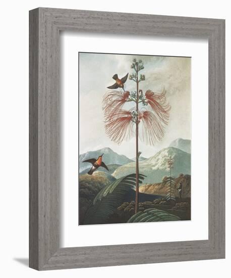 Illustration Depicting Hummingbirds Feeding from a Plant-Bettmann-Framed Giclee Print