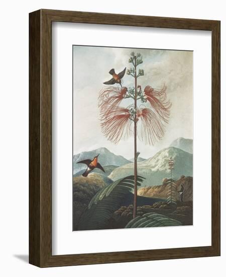 Illustration Depicting Hummingbirds Feeding from a Plant-Bettmann-Framed Giclee Print