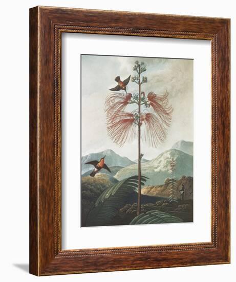 Illustration Depicting Hummingbirds Feeding from a Plant-Bettmann-Framed Giclee Print