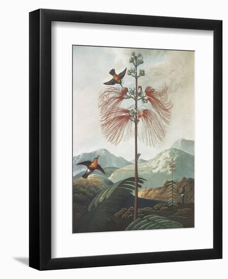 Illustration Depicting Hummingbirds Feeding from a Plant-Bettmann-Framed Giclee Print