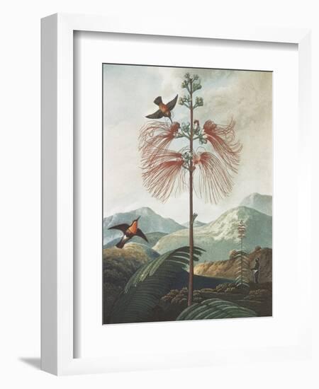 Illustration Depicting Hummingbirds Feeding from a Plant-Bettmann-Framed Giclee Print