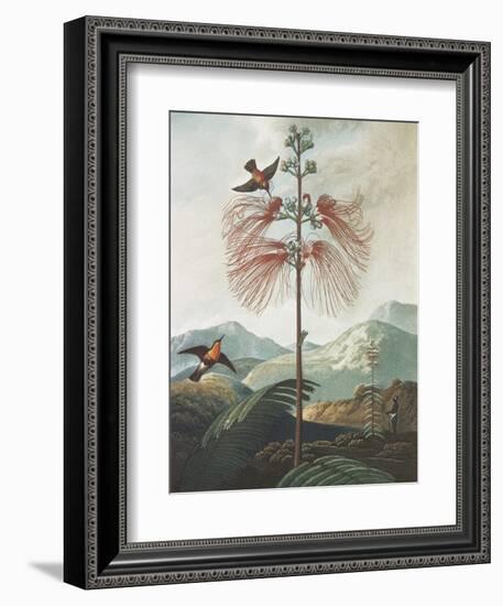 Illustration Depicting Hummingbirds Feeding from a Plant-Bettmann-Framed Giclee Print