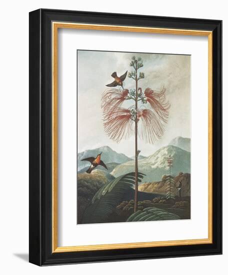 Illustration Depicting Hummingbirds Feeding from a Plant-Bettmann-Framed Giclee Print