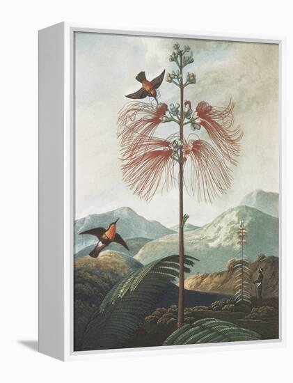 Illustration Depicting Hummingbirds Feeding from a Plant-Bettmann-Framed Premier Image Canvas