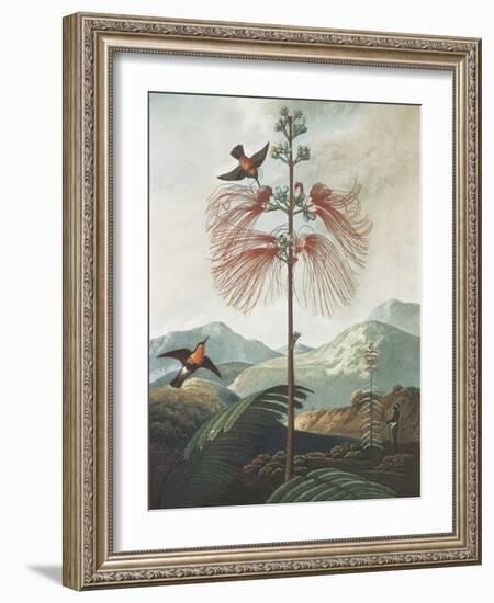 Illustration Depicting Hummingbirds Feeding from a Plant-Bettmann-Framed Giclee Print