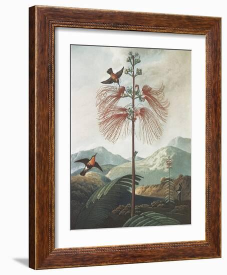 Illustration Depicting Hummingbirds Feeding from a Plant-Bettmann-Framed Giclee Print