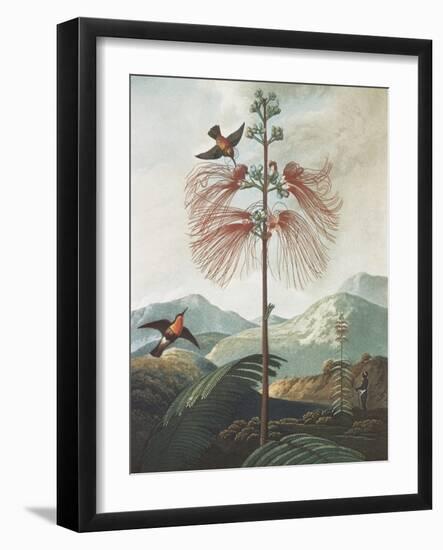 Illustration Depicting Hummingbirds Feeding from a Plant-Bettmann-Framed Giclee Print