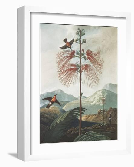 Illustration Depicting Hummingbirds Feeding from a Plant-Bettmann-Framed Giclee Print