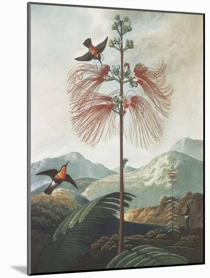 Illustration Depicting Hummingbirds Feeding from a Plant-Bettmann-Mounted Giclee Print