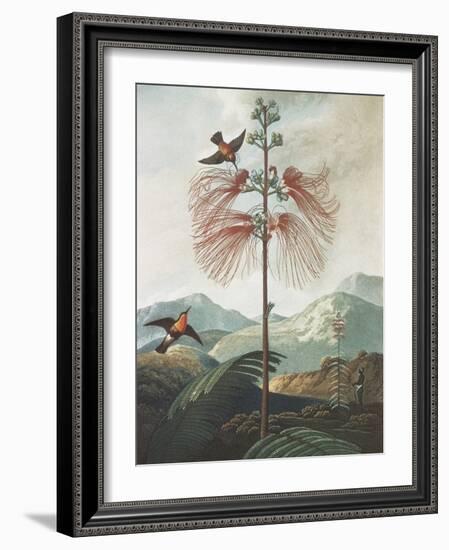 Illustration Depicting Hummingbirds Feeding from a Plant-Bettmann-Framed Giclee Print