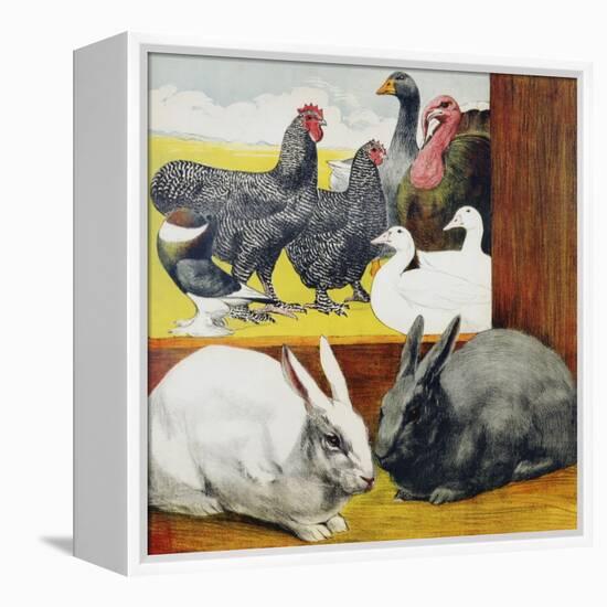 Illustration Depicting Rabbits and Farm Birds-null-Framed Premier Image Canvas