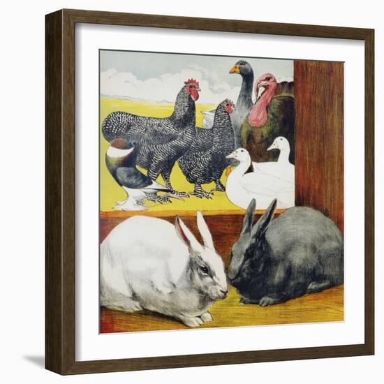Illustration Depicting Rabbits and Farm Birds-null-Framed Giclee Print