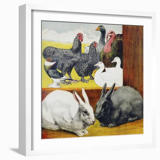 Illustration Depicting Rabbits and Farm Birds-null-Framed Giclee Print