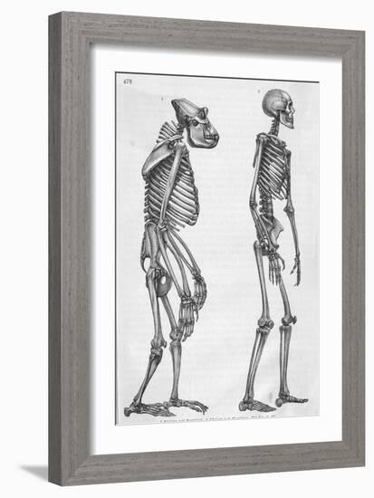 Illustration Depicting Skeleton Comparison of a Human and Gorilla-null-Framed Giclee Print