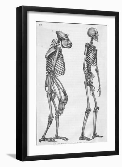 Illustration Depicting Skeleton Comparison of a Human and Gorilla-null-Framed Giclee Print