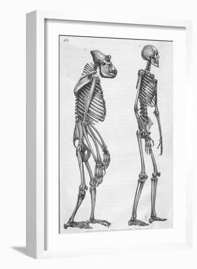 Illustration Depicting Skeleton Comparison of a Human and Gorilla-null-Framed Giclee Print