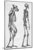 Illustration Depicting Skeleton Comparison of a Human and Gorilla-null-Mounted Giclee Print