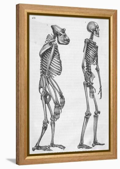 Illustration Depicting Skeleton Comparison of a Human and Gorilla-null-Framed Premier Image Canvas