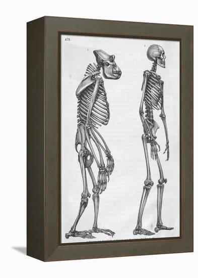 Illustration Depicting Skeleton Comparison of a Human and Gorilla-null-Framed Premier Image Canvas