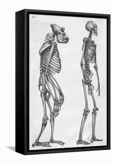 Illustration Depicting Skeleton Comparison of a Human and Gorilla-null-Framed Premier Image Canvas