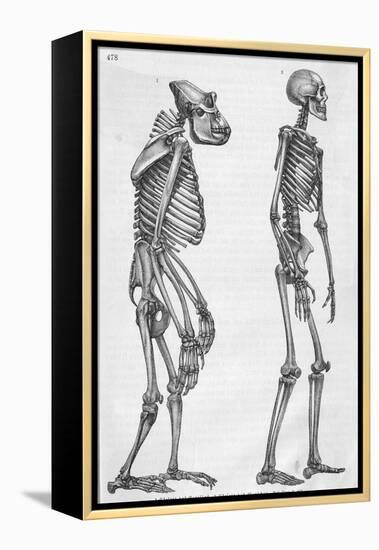 Illustration Depicting Skeleton Comparison of a Human and Gorilla-null-Framed Premier Image Canvas