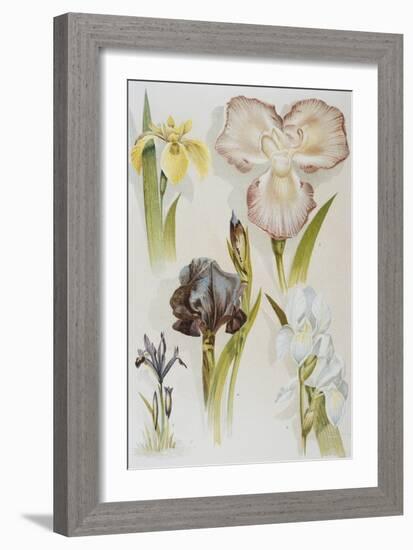Illustration Depicting Various Types of Irises-Bettmann-Framed Giclee Print