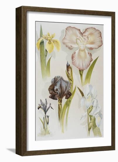 Illustration Depicting Various Types of Irises-Bettmann-Framed Giclee Print