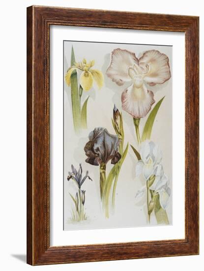 Illustration Depicting Various Types of Irises-Bettmann-Framed Giclee Print