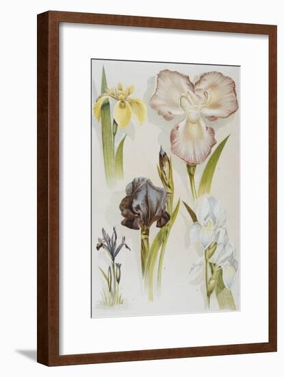 Illustration Depicting Various Types of Irises-Bettmann-Framed Giclee Print