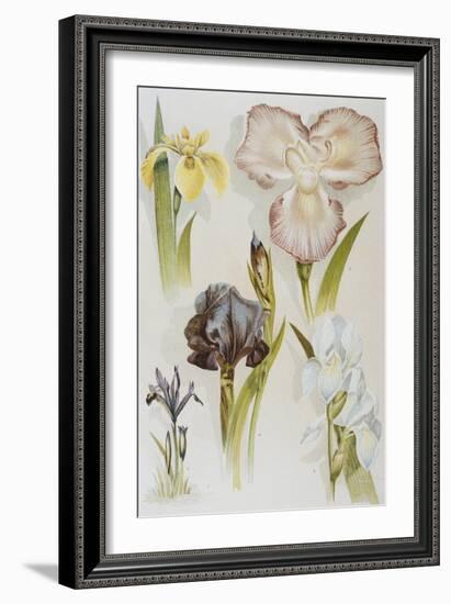 Illustration Depicting Various Types of Irises-Bettmann-Framed Giclee Print