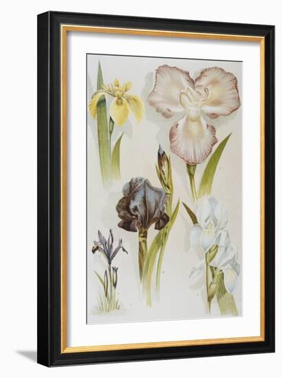 Illustration Depicting Various Types of Irises-Bettmann-Framed Giclee Print